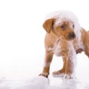 반려동물관리사 자격증 과정 이미지