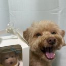 댕콤달콤 이미지