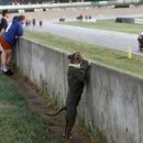 도그뷰티 이미지