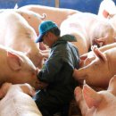 한돈농장 이미지