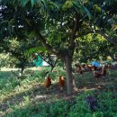 밤나무축산 이미지