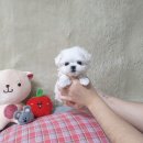 신촌동-1 | 광주 신촌동강아지분양 펫왕국 애견분양샵 초보맘 마메시바 입양 후기