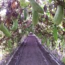 금주농장 이미지