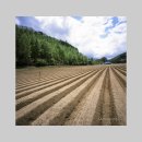 홍천소방서 내면119지역대 | 내면돌배나무 20230514