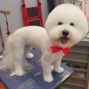 삐삐 펫살롱 이미지