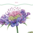 꽃과 식물그림 보타니컬 아트 이미지