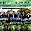 "이상고온에도 당도·품질 유지" 충북농협, '블랙위너 흑수박' 첫 출하 이미지