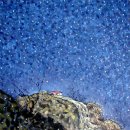 샤갈의 마을 이미지