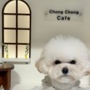 예쁜강아지 이미지