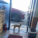 일성(아) | 천안 마정공단 중국집 탕수육 맛집 일성짬뽕 후기 (feat. 단골식당)