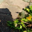 강현면사무소 이미지