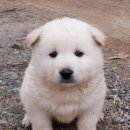 이모네김밥 이미지