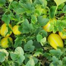 유가네농장 이미지