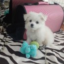 행복켄넬 이미지