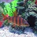 칼리포스 이미지