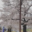 콩과밀 이미지