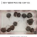 백신 위해 '강제채혈' 당하는 투구게…멸종 위기 우려 이미지