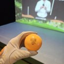 오렌지파크 | 그랜드크라운스토어 파크골프공 오렌지색 고반발골프공 사용후기