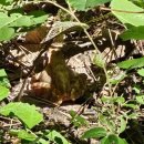 황금개구리 이미지