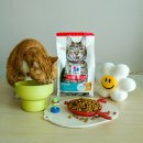 한스동물병원 | 노묘 고양이 사료 추천 장 건강 도움 주는 힐스 고양이 어덜트 7+ 인도어