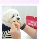 댕댕이푸드 이미지