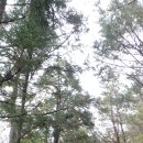 저지오름 이미지