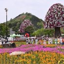 5월3일 4일 5일 함평 나비 축제 이미지