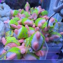 캑티가챠샵 이미지