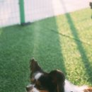 견인지역 애견운동장 유치원 김포점 이미지