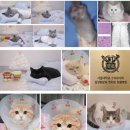그루밍루나 | 고양이 자궁축농증 수술 후기:노령묘 폐쇄형 증상(성남 분당 동물병원 추천)