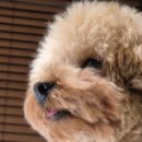 개벤져스(Gaevengers) 이미지