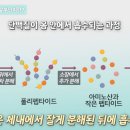알부민(Albumin) 이미지