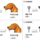 학습심리학 네이버블로그