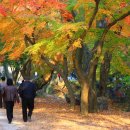 선운사 단풍=500년 넘은 동백나무가 3천 그루라니"… 대웅전 뒤편에 천연기념물 숲 품은 천년 고찰 이미지