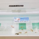 민물고기전시장 네이버블로그