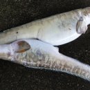 삼정식당 이미지