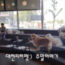 (주)피터펫 이미지