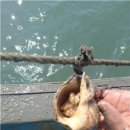 강화목장 이미지