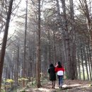 용문산 둥지 이미지