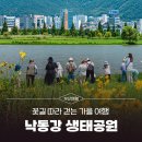 낙동강관리본부 대저생태공원 3 | 꽃길 따라 걷는 가을 여행, 낙동강 생태공원에서 즐기세요