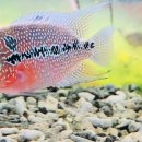 레드플라워(RED FLOWER) 이미지