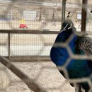 남촌 목장 이미지