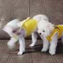 별이와콩이 이미지