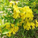 양구개느삼자생지 이미지