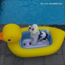 핫도그애견