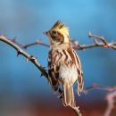 노랑제주 이미지