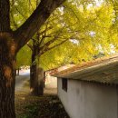 은행나무1길 이미지