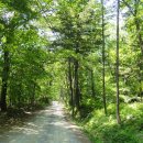 김용사 야영장 이미지