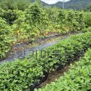 풍성농장 이미지