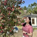 경주 1박2일 벚꽃여행 기록(카페솔,키와스토어,쪽샘살롱,진가네대구갈비,오스테리아밀즈,흐흐흐...
